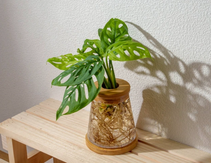 水生植物 水生植物