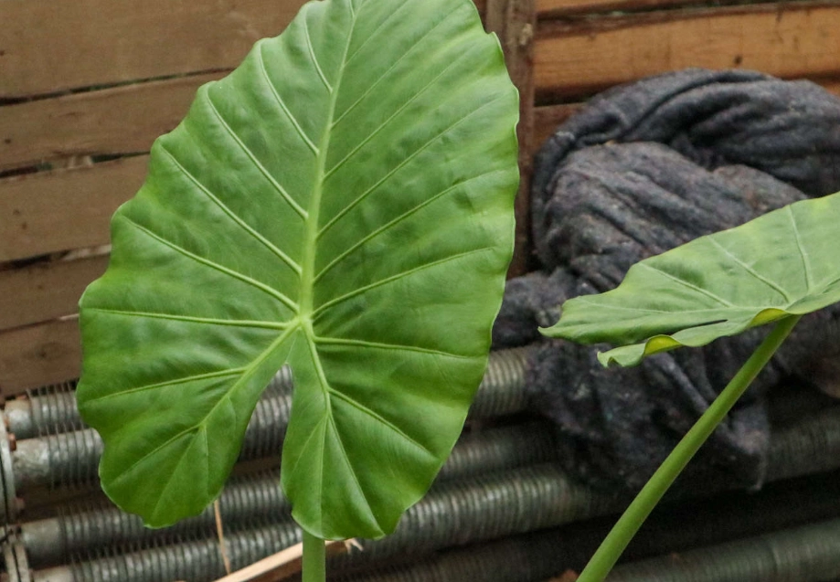 有毒葉子識別 有毒葉子識別