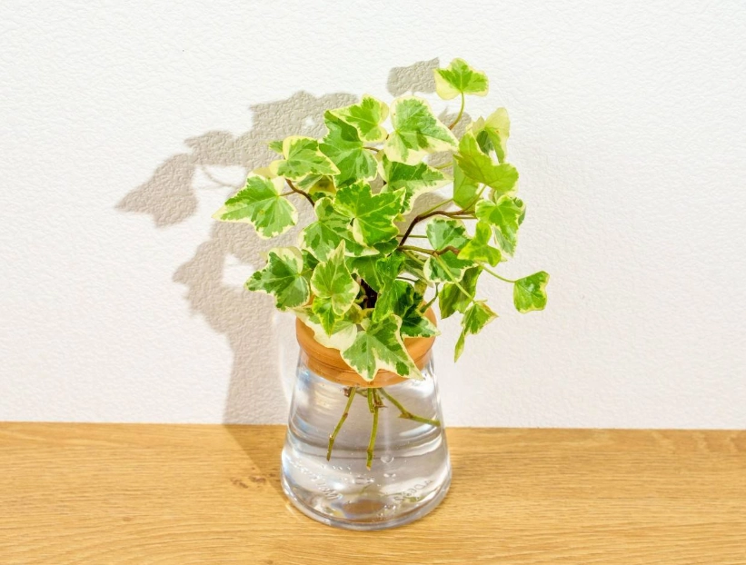 常春藤水培步驟