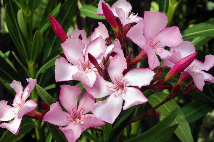 開店盆栽推薦 開店盆栽推薦