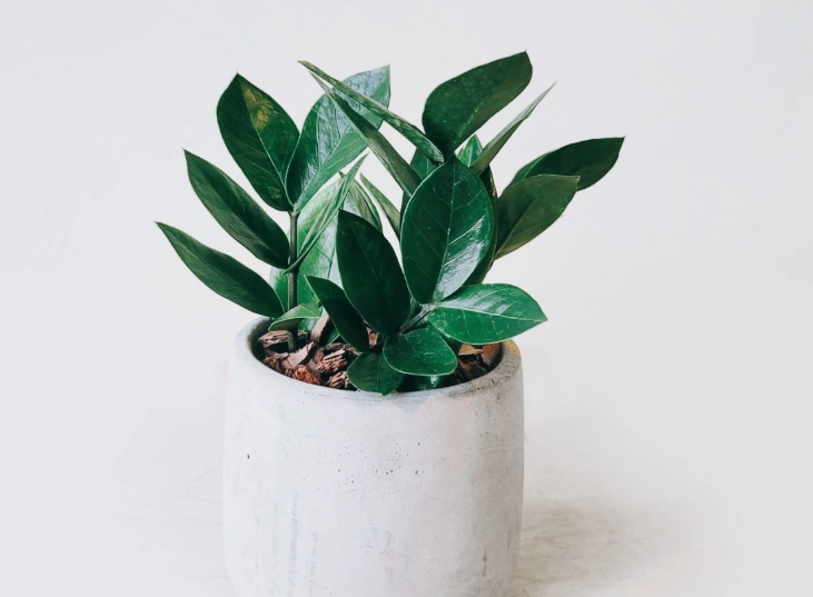 金錢樹養護 金錢樹養護