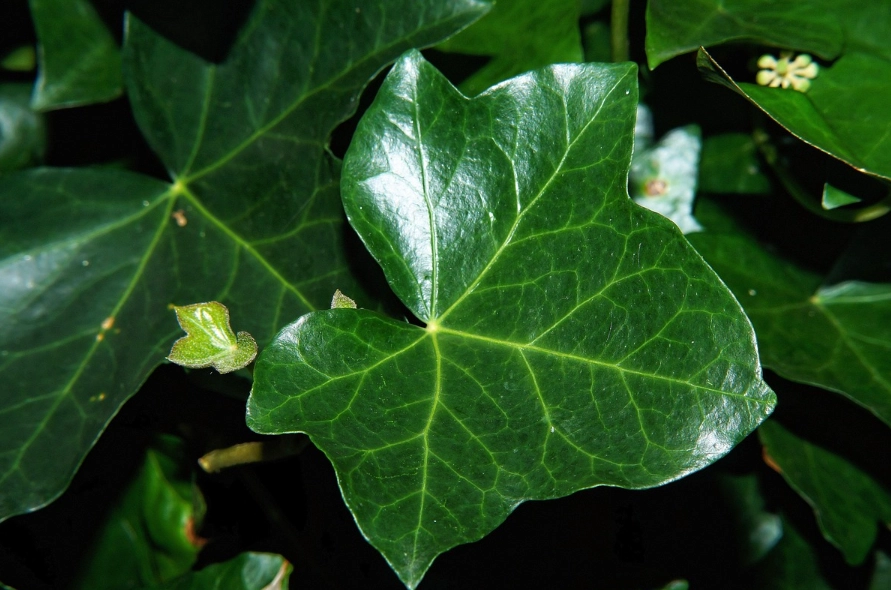 常春藤葉子養護