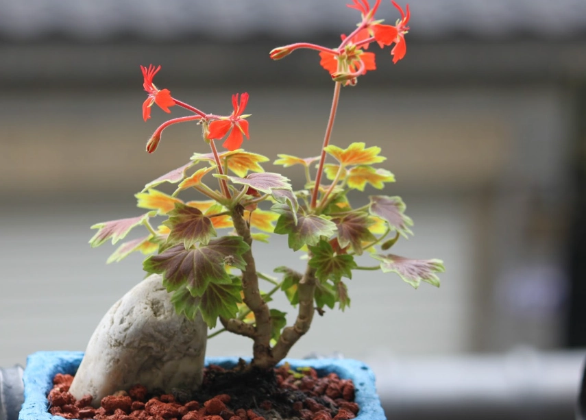 天竺葵盆栽種植 天竺葵盆栽種植