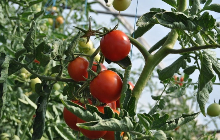 番茄生长高度测量 番茄生长高度测量