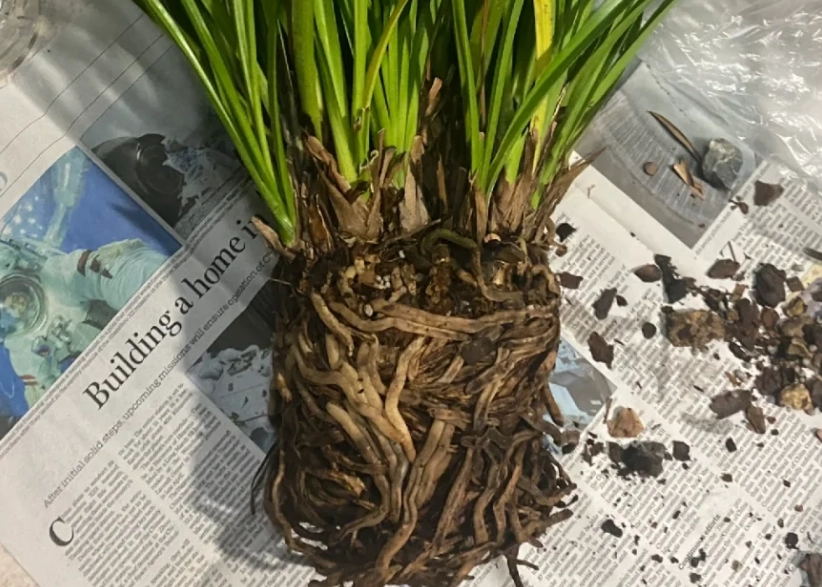 蘭花根爛急救 蘭花根爛急救