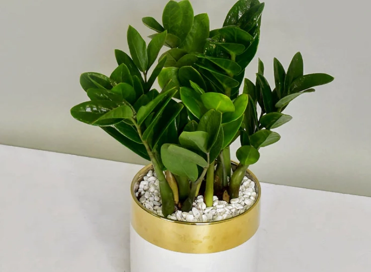 分株金錢樹注意事項