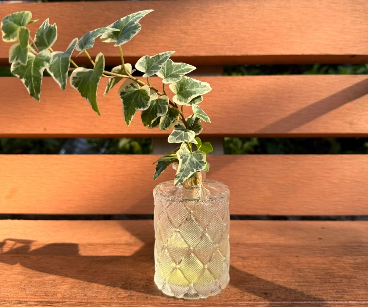 雪瑩常春藤病虫害