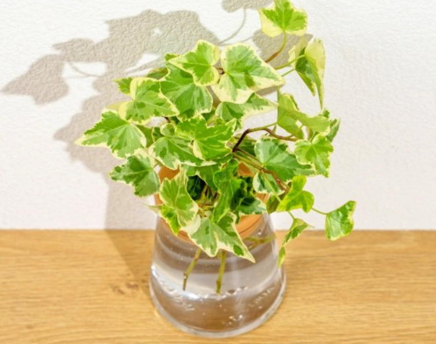 常春藤水耕方法 常春藤水耕方法