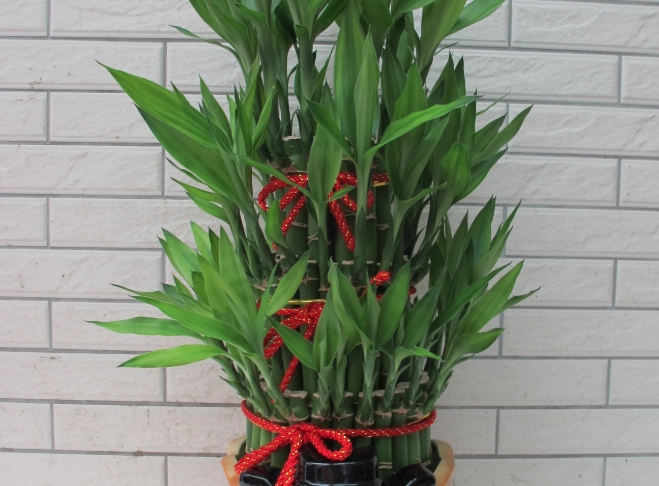 開店盆栽推薦 開店盆栽推薦