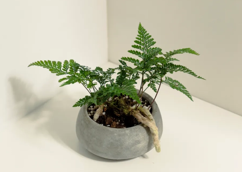 兔腳蕨繁殖 兔腳蕨繁殖