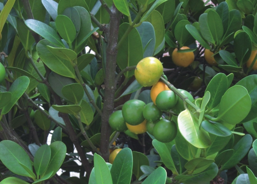 福木果實食用方法