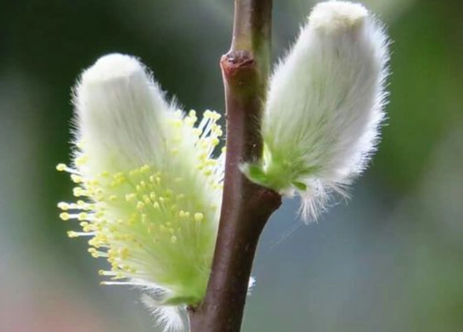 銀柳養護 銀柳養護