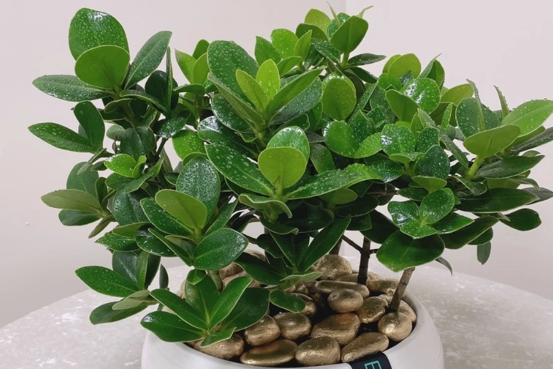 招財植物 招財植物