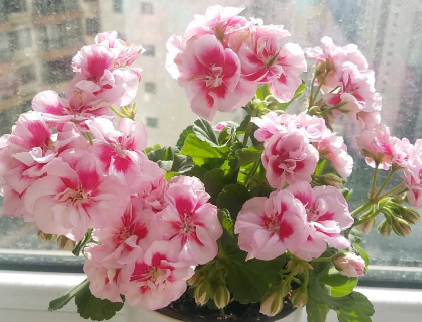 天竺葵種植方法