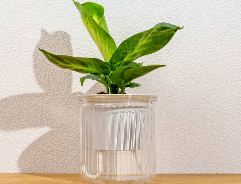 家庭水耕種植 家庭水耕種植