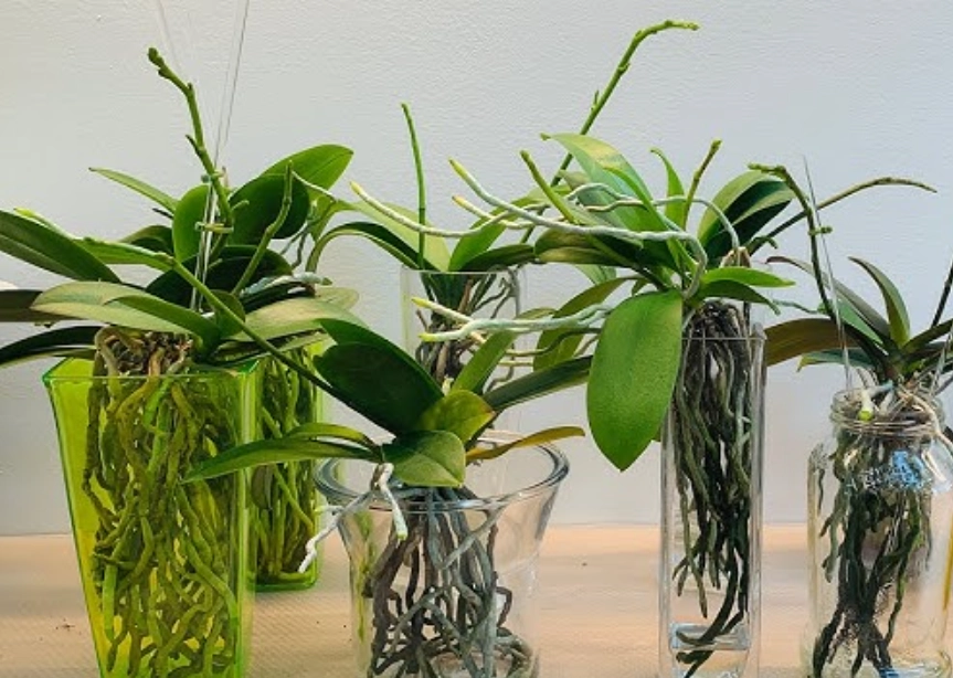 水培蝴蝶蘭施肥 水培蝴蝶蘭施肥