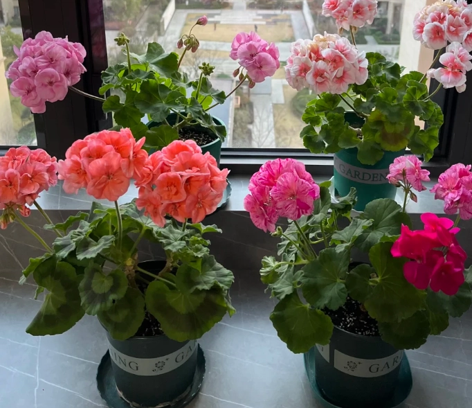 天竺葵品種推薦 天竺葵品種推薦