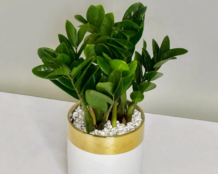 金錢樹室內養護 金錢樹室內養護