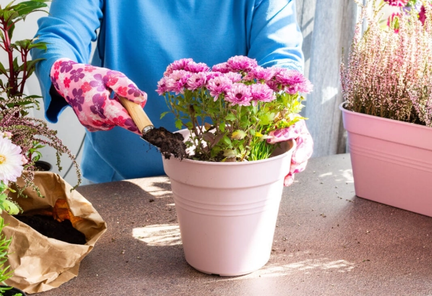 菊花盆栽種植方法