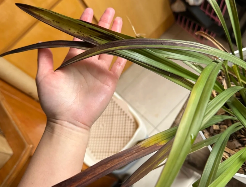 蘭花葉子發黑原因