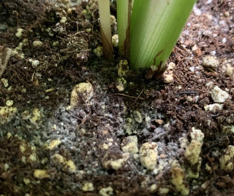 盆栽養護技巧 盆栽養護技巧