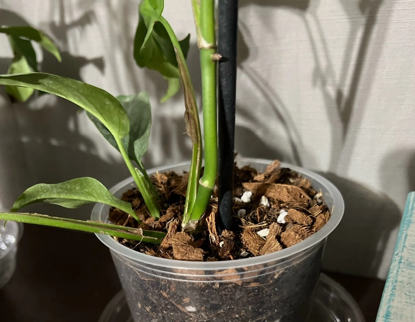 龟背芋养护 龟背芋养护