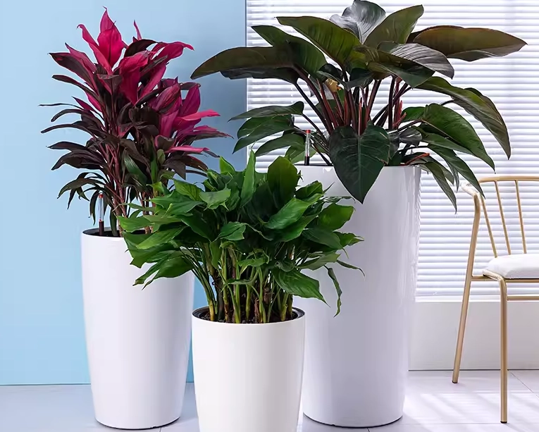 高花盆種植技巧 高花盆種植技巧