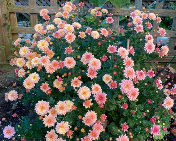 台灣菊花種植 台灣菊花種植