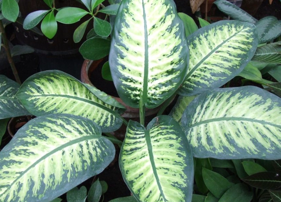 葉子有毒植物 葉子有毒植物