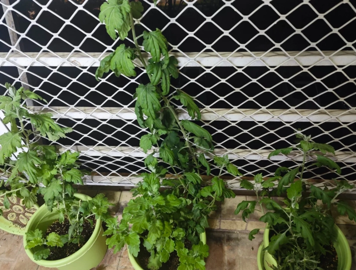 台灣菊花種植 台灣菊花種植