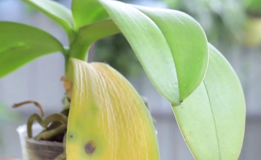 蘭花葉子變黃 蘭花葉子變黃