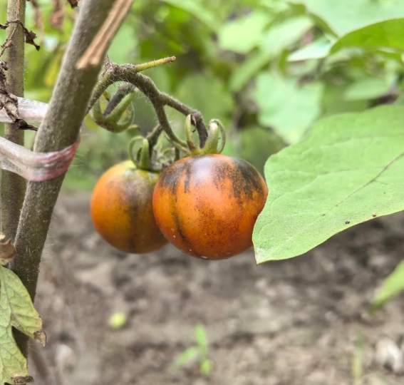 巧克力番茄種植方法 巧克力番茄種植方法