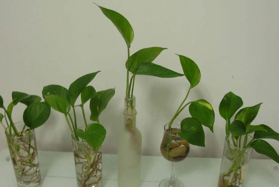 水耕植物葉子小