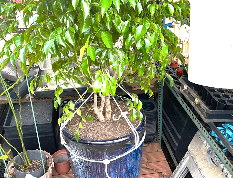 高花盆植物推薦 高花盆植物推薦