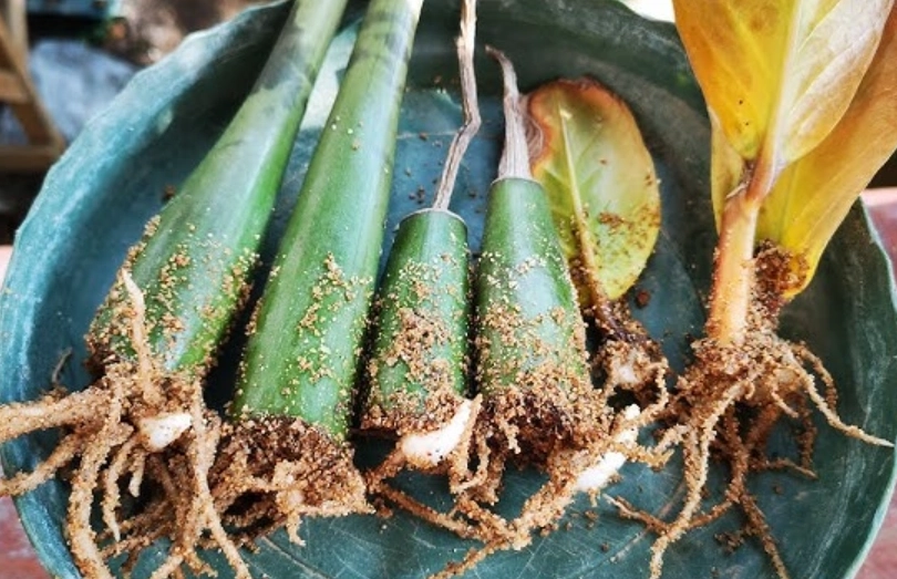 金錢樹繁殖技巧 金錢樹繁殖技巧