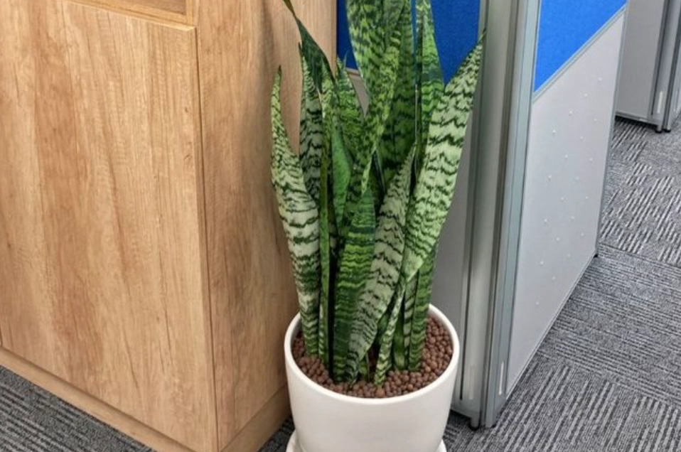 低光照室内植物 低光照室内植物