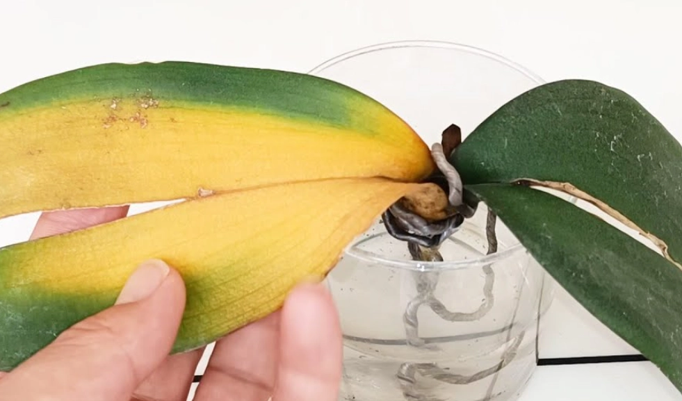 蘭花黃葉原因 蘭花黃葉原因