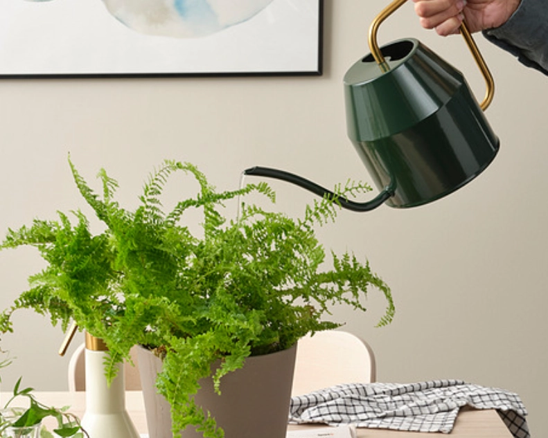 植物澆水頻率 植物澆水頻率