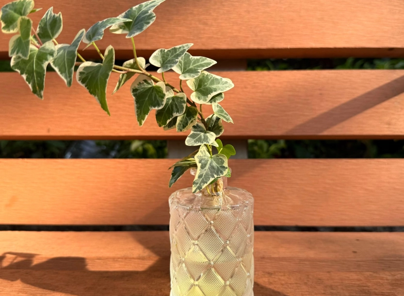 斑葉常春藤水耕方法