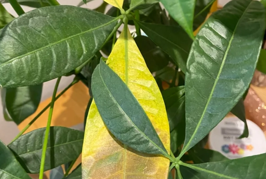 植物葉子變黃