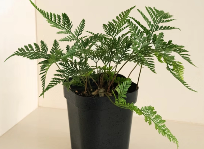 兔腳蕨養護 兔腳蕨養護