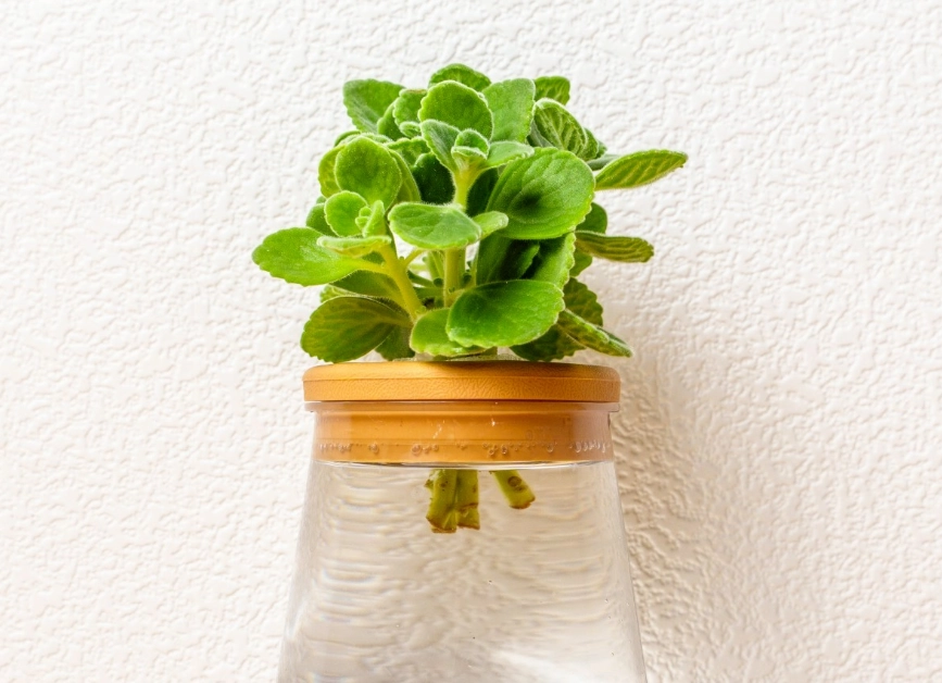 水耕容器推薦 水耕容器推薦