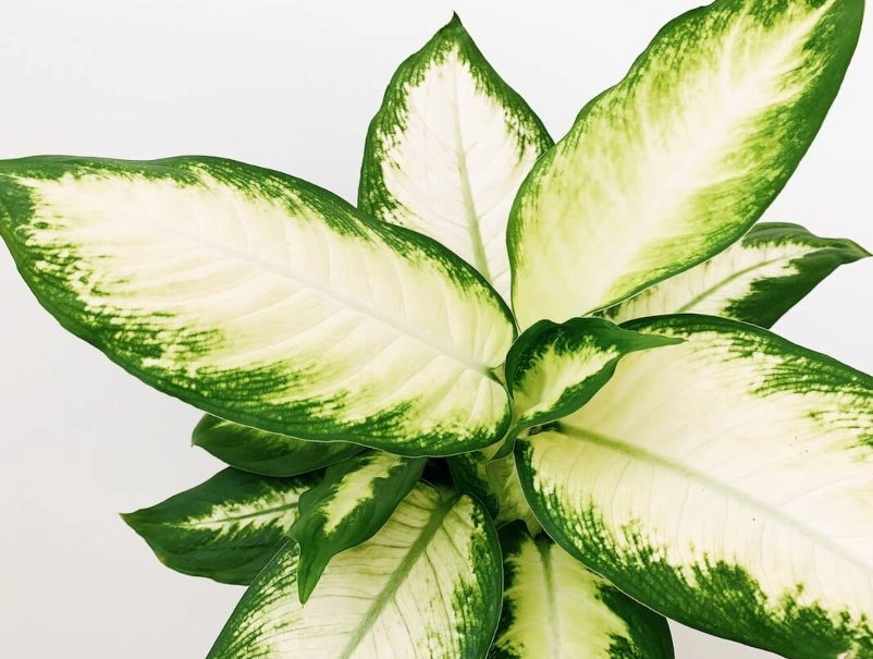 黛粉葉病蟲害防治 黛粉葉病蟲害防治