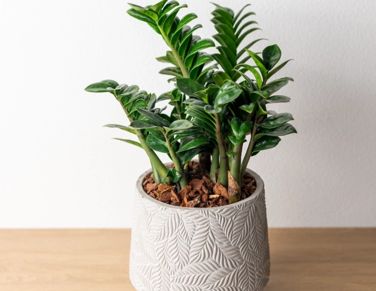 金錢樹品種 金錢樹品種