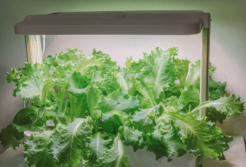 室內種植 室內種植