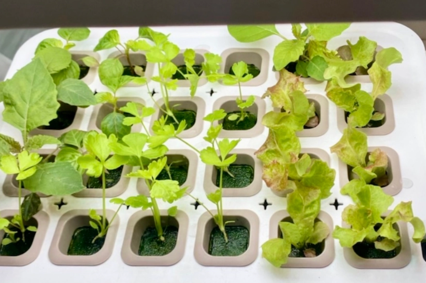 室內種植 室內種植