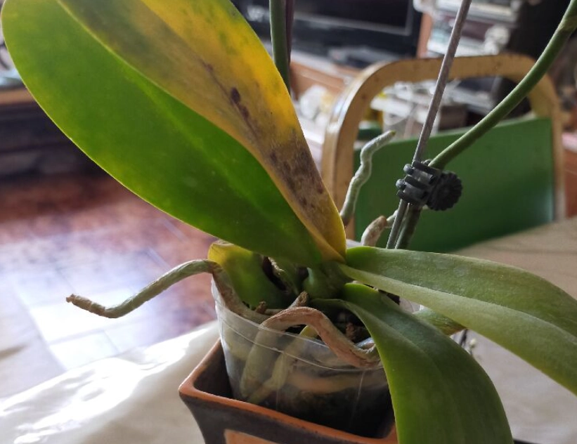 蘭花葉子變黃原因