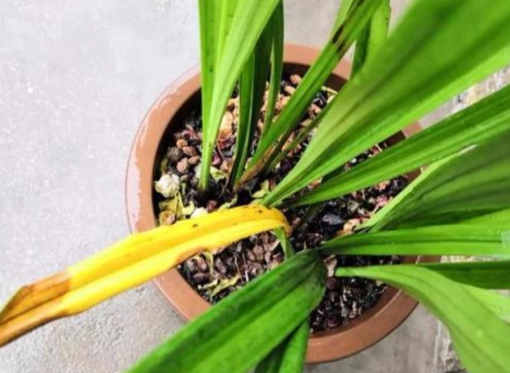 蘭花養護技巧 蘭花養護技巧