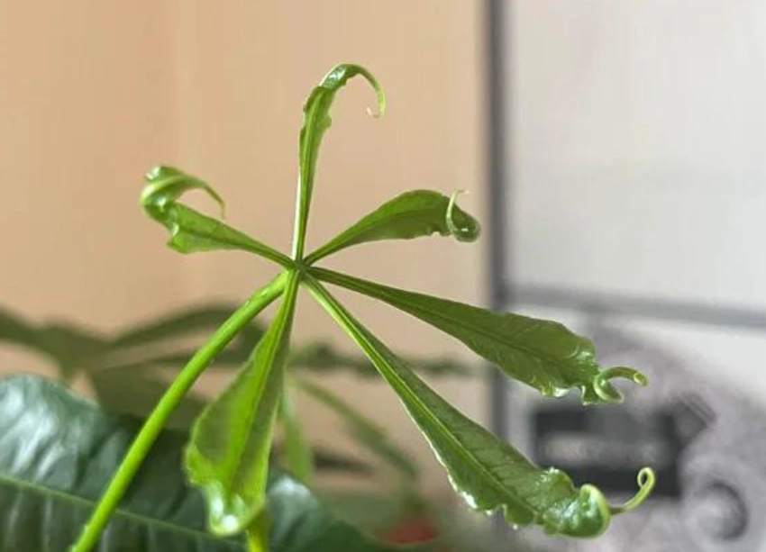 金錢樹葉子捲曲原因 金錢樹葉子捲曲原因