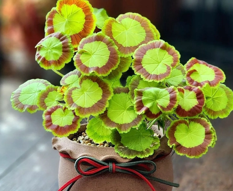 天竺葵盆栽養護 天竺葵盆栽養護